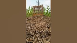 pikat ciblek sawah / cokol, liaran sangat garang