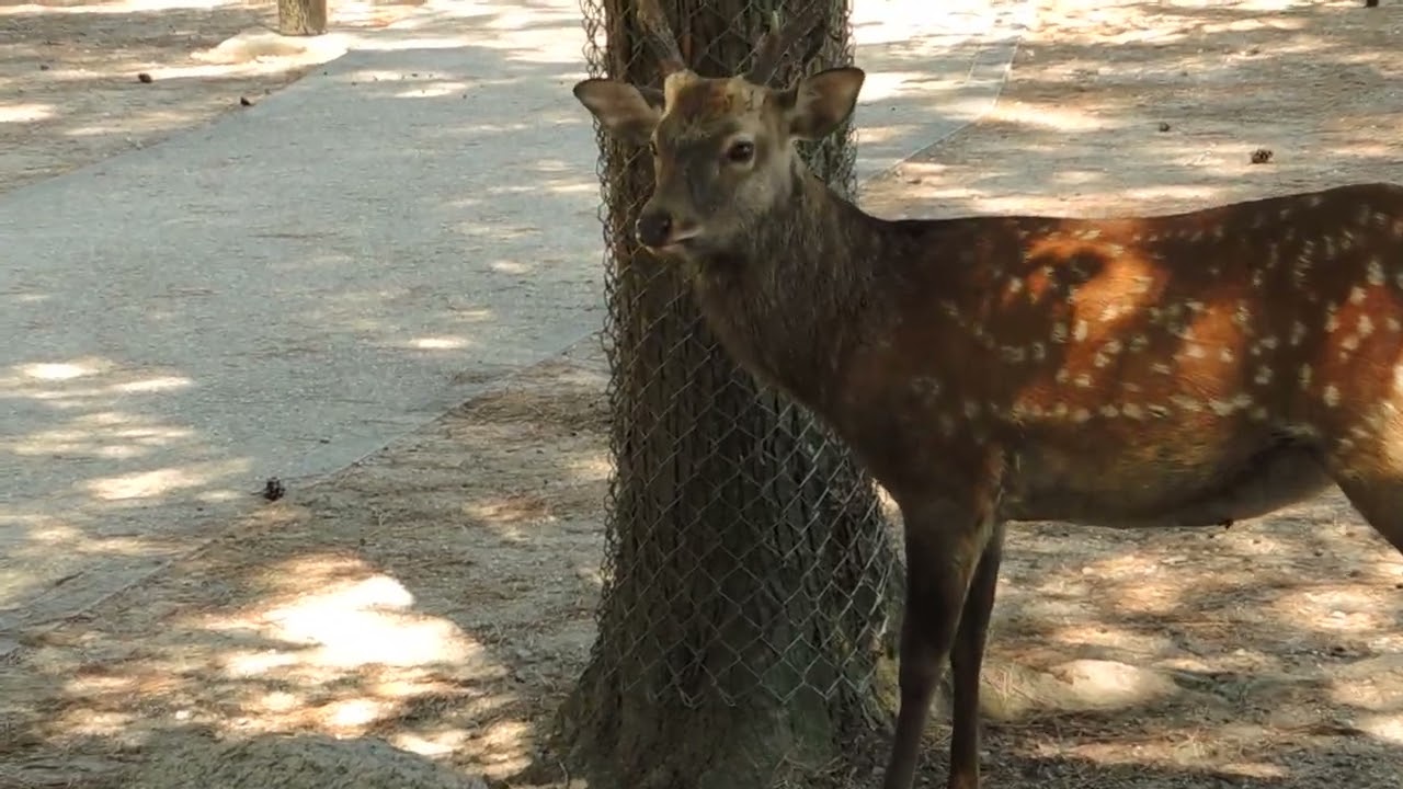 ニホンジカのオトナオスの角研ぎ - YouTube