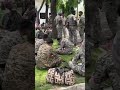शेर की गुफा है  Indian army power training  armylife  armylover