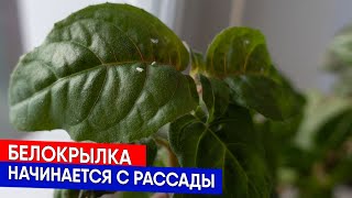 видео: Белокрылка начинается с рассады картинка: Белокрылка начинается с рассады