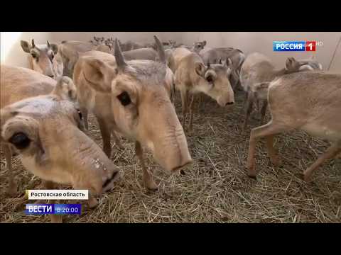Сайгаков выращивают в Ростовской области