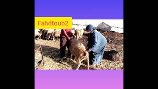 رحلة مع العائلة