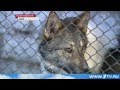 Концлагерь для собак в Красноярске