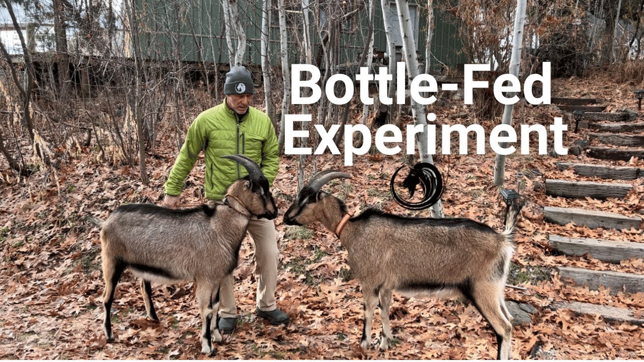 2 Year Old Goat Twins Growth Rate Bottle Fed Experiment