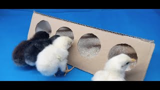 How to make chick feader | making bird feader at home | Bird feader by CHOTI C DUNIYA 31 views 2 weeks ago 3 minutes, 19 seconds