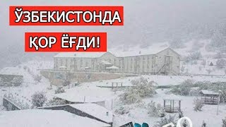 ЎЗБЕКИСТОНДА БИРИНЧИ ҚОР ЁҒДИ!