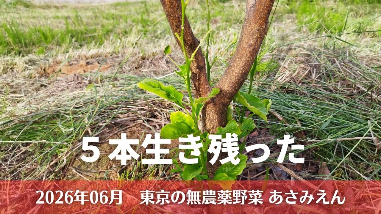生き残ったレモン 2026年6月17日 - YouTube