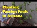 Planting Passion Fruit in Arizona