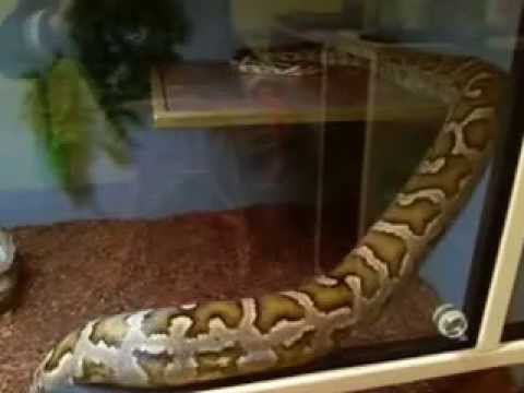 #schlange #serpent #reptile #Tigerpython/#Indianrockpython #pythonmolurus kriecht a.Ablage.