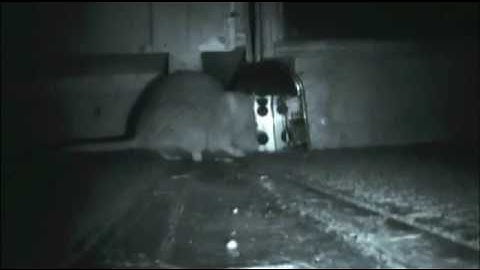 Electricity Rat Trap! With Slow Motion