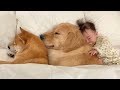 まるで兄妹のようにくっつきあって眠る豆柴とゴールデンレトリバーが可愛すぎました...