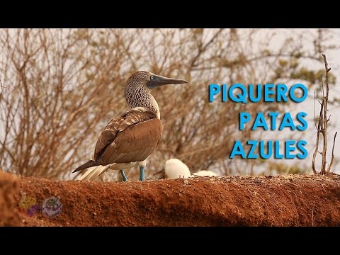 Piqueros Patas Azules