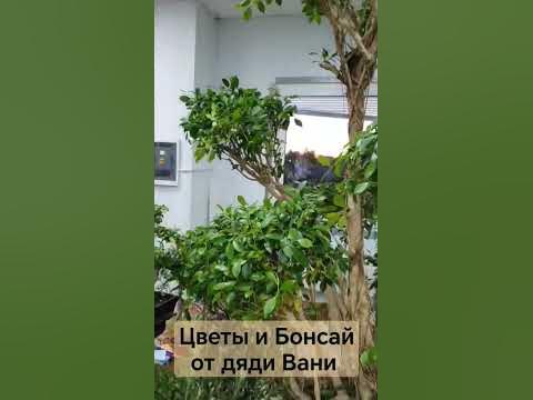 Цветы и Бонсай для дома дачи и офисов работают в Москве и Подмосковье ...
