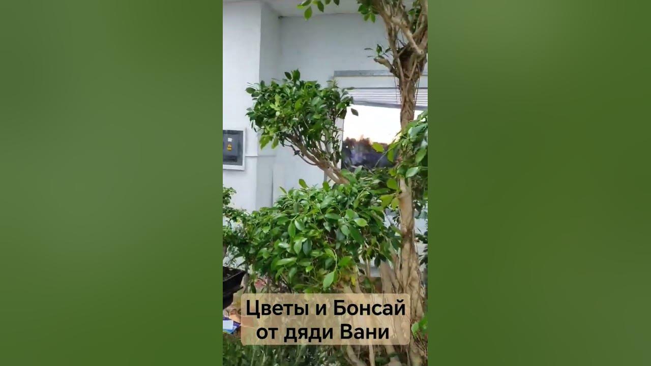 Цветы и Бонсай для дома дачи и офисов работают в Москве и Подмосковье ...