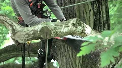 Echo - CS 360TES Chainsaw