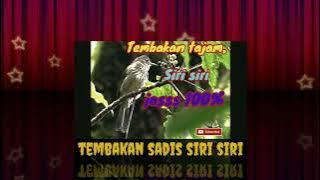 Tembakan sadis siri siri,masteran siri siri azfiraj