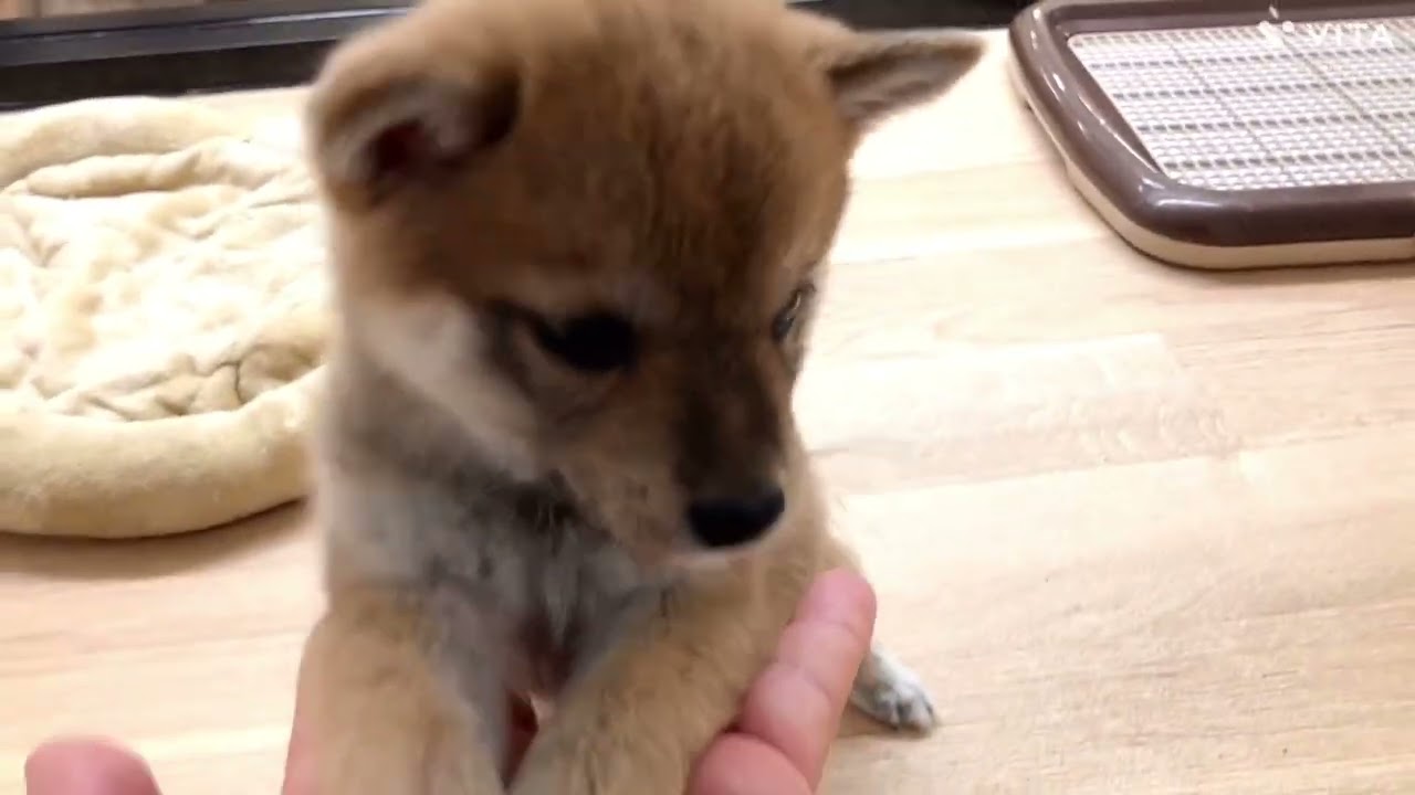 豆柴 】両親が共に30センチ定規より短い体高の持ち主！豆柴ちゃん