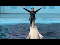 横浜・八景島シーパラダイス 海の動物たちのショー イルカショー シロイルカ アトラクション ※2024.03 中旬 / Dolphin show in Yokohama, Japan