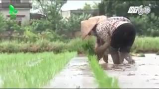 Bkỹ Thuật Cấy Lúa Theo Hiệu Ứng Hàng Biên Thannong Hanoi