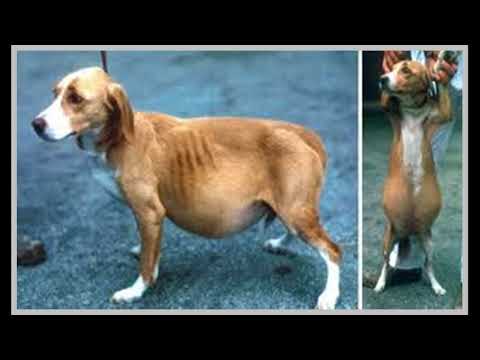 Vídeo: Fluido No Abdômen Em Cães