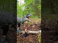Jurassic World Rebirth T Rex Vs Spinosaurus Jurassicworldrebirth Jurassic World Rebirth T Rex Vs Spinosaurus Jurassicworldrebirth