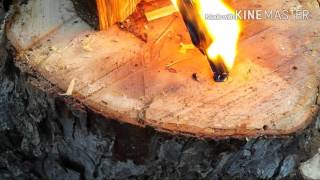 fatwood Fatwood FATWOOD!