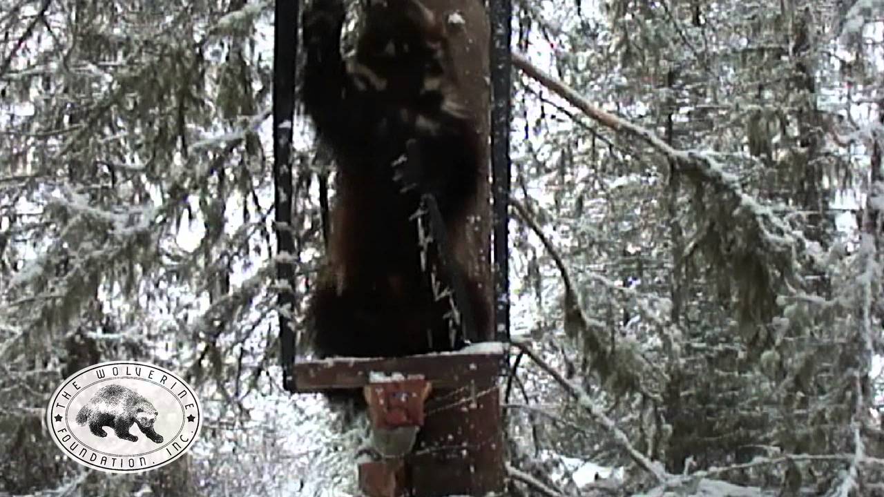 Oregon Wolverine Caught on Camera! YouTube