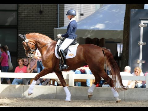 BOA VISTA & Greta Heemsoth / Warm-up Finale 6j. Dressurpferde /BuCha 2022 @HorsesInMotion