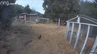 Bobcat Hunt Chicken Coop