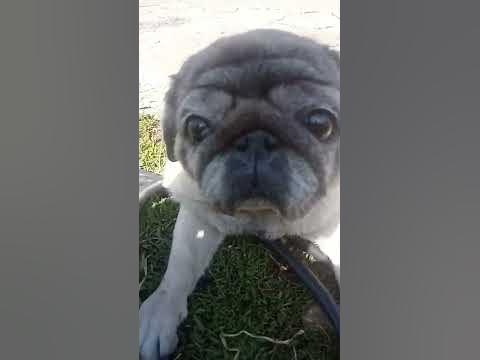 мопсик - YouTube