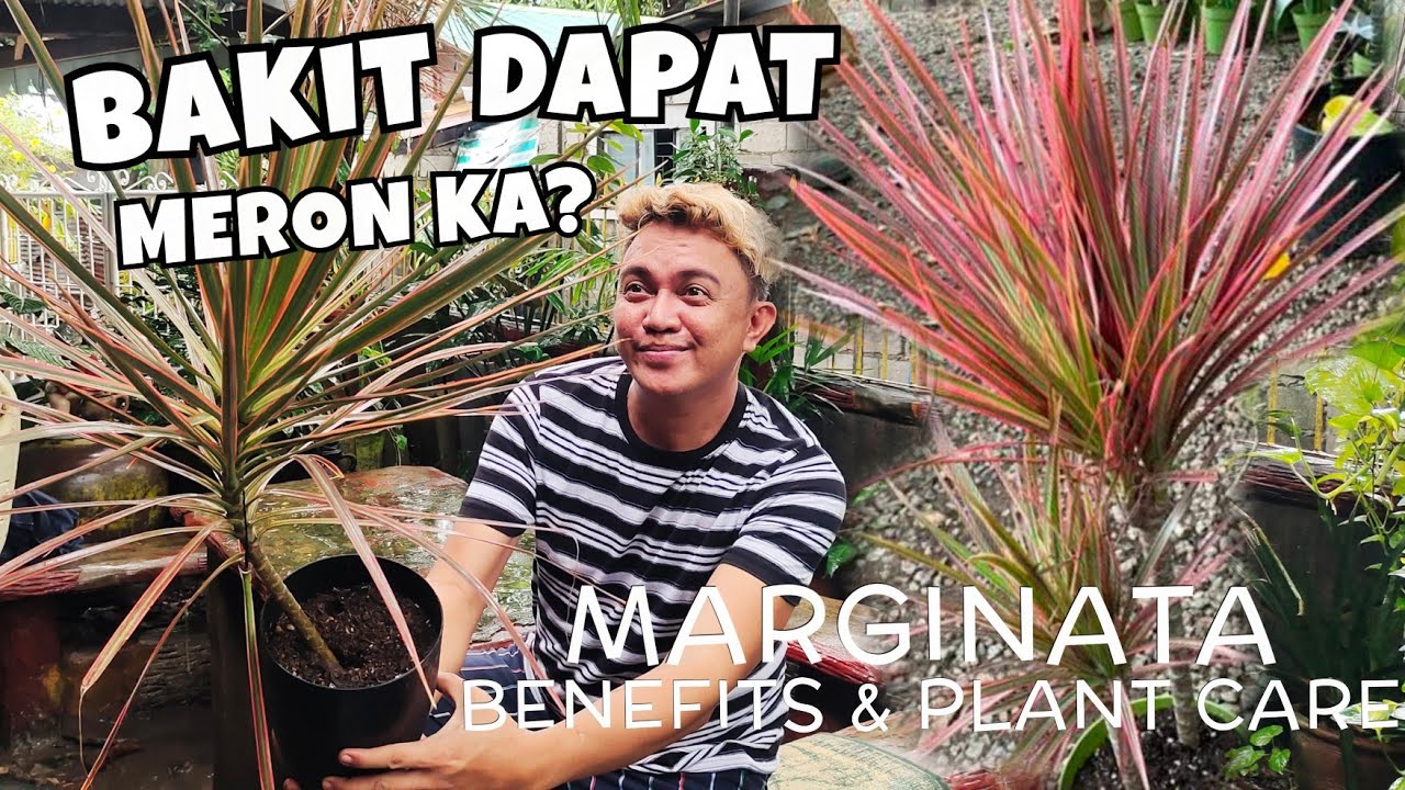 10 REASONS WHY YOU SHOULD HAVE DRACAENA MARGINATA PLANTS | BENEFITS & CARE  TIPS