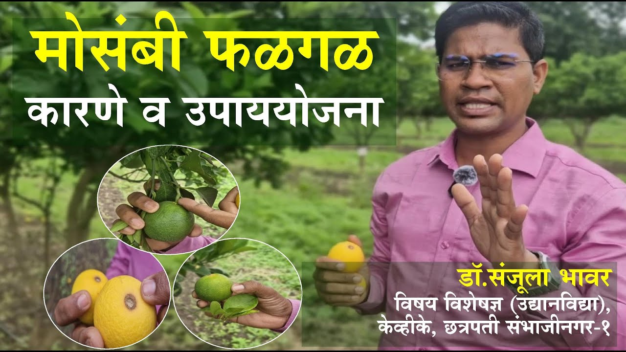 मोसंबी फळगळ : कारणे व उपाययोजना Fruit Drop in Sweet Orange #fruitdrop  #फळगळ  #मोसंबी