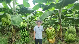 ปลูกกล้วยหอมปทุม​ ปลูกง่าย​แต่ต้องดูแลให้ถูกวิธี​ สุดยอดอาชีพ​สร้างรายได้หมุนเวียนตลอดปี