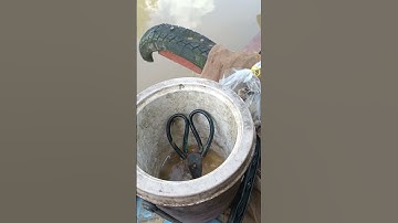 Giật mỏi tay #viralvideo #fishing #video #fish #xuhuongyoutube #cauca #viralshorts #fishingvideo