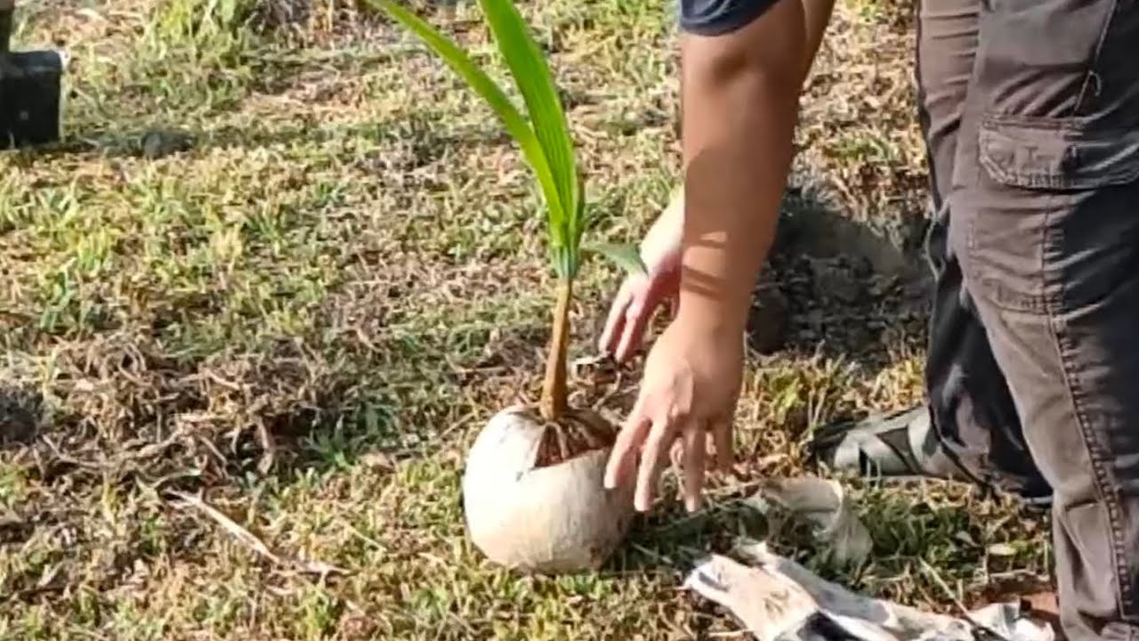 MENANAM KELAPA SGG YouTube