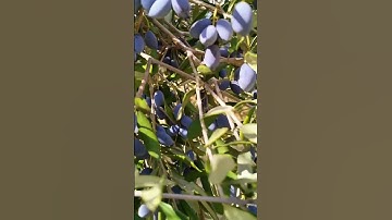 سورة التين والزيتون