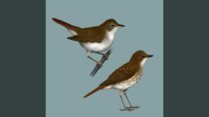 Bird sounds - Nightingale