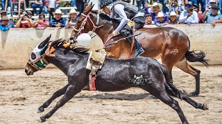 The Smallest and Fastest Donkey in the World | DURANGO VS SINALOA, Horse Racing Mx.