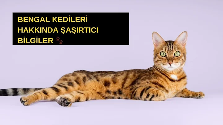 Video 10905211: bengal cat breed