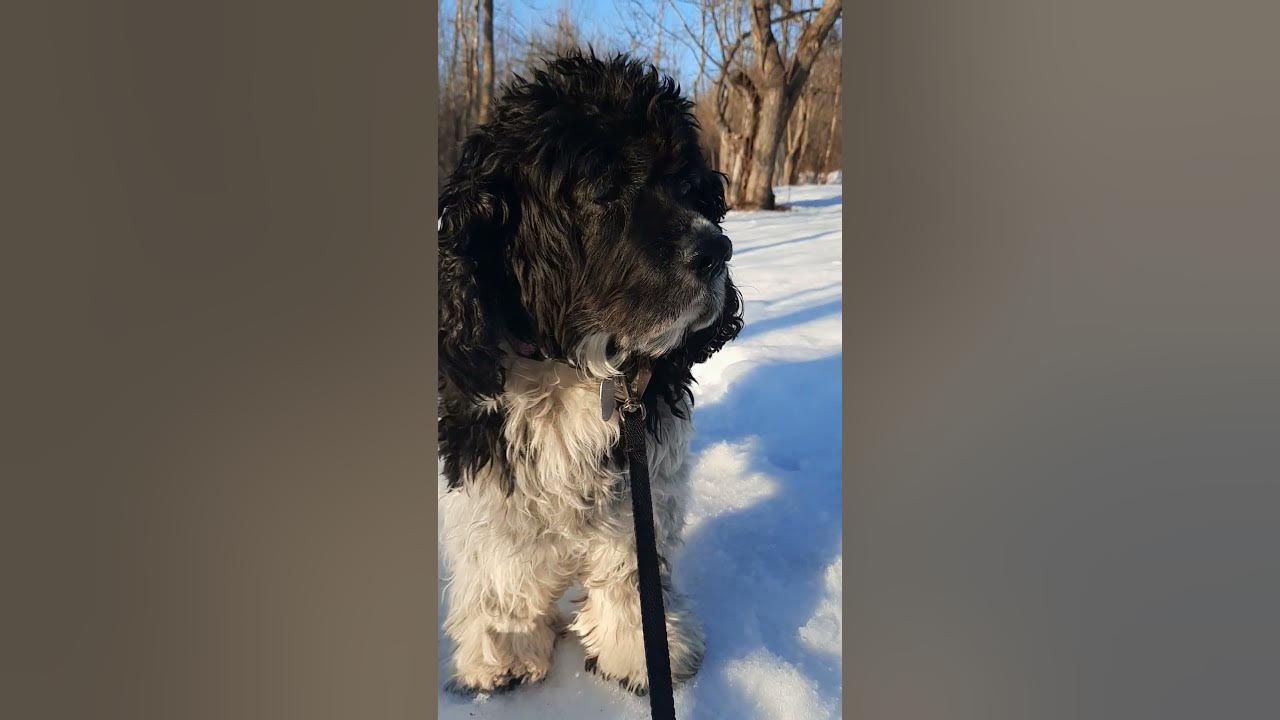 Dog walking on snow winter morningwalk doglover dogvideo dogs