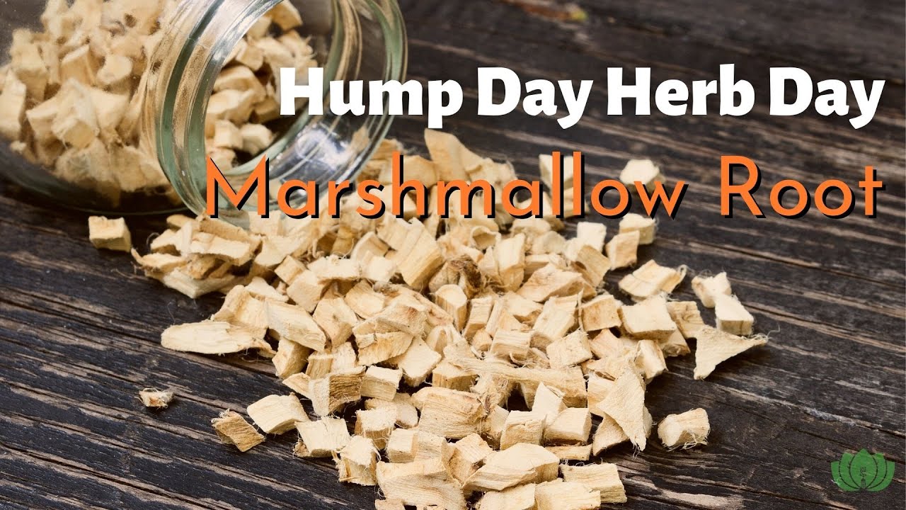 Why Is It Called Marshmallow Root? Marshmallow Root Health Benefits 