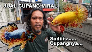 JUAL IKAN CUPANG YANG SEDANG VIRAL