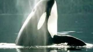 Celine Dion - Fly Kyra s Special