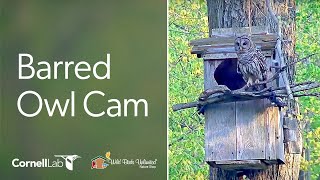 WBU Barred Owl Live Cam—Outside View | Wild Birds Unlimited | Cornell Lab