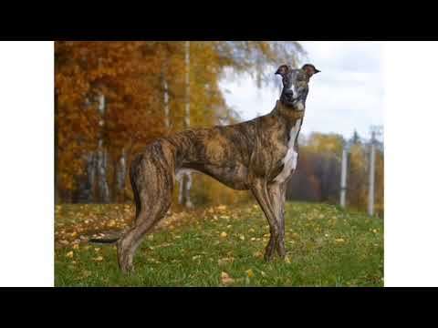 ვიდეო: გიგანტური შნაუცერი ძაღლის ჯიშის ჰიპოალერგიული, ჯანმრთელობისა და სიცოცხლის ხანგრძლივობა