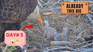 Big Bear Eagle Chicks Day 5 Growth Update April 9 2026 — Jackie Shadow FOBBV Eaglets Feeding