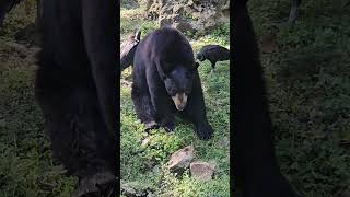 The Bear Necessities