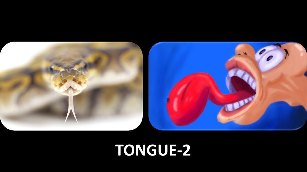 Tongue (Part-2). Prof. Ashfaqur Rahman