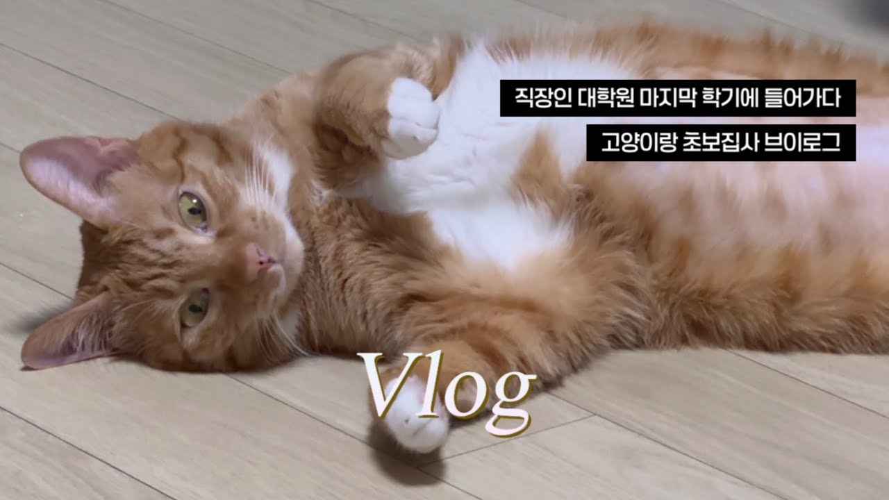 VLOG | 마지막 학기를 시작한 직장인 대학원생 | 연초부터 야근하는 직장인 브이로그 | 고양이랑 같이사는 초보집사 브이로그