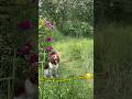 Шері знайшла свій маленький рай 🌿🐾Sheri found her little paradise 🌿🐾 #dog #doglife#funnydog